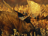 Bull Moose Standing Amongst Willow Bushes, Denali National Park, Alaska, USA Photographic Print by Hugh Rose