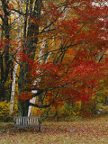 Empty Bench under Maple Tree, Twin Ponds Farm, West River Valley, Vermont, USA Photographic Print by Scott T. Smith