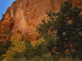 Pinyon Pine and Singleleaf Ash in Autumn, Chimney Rock Canyon, Capitol Reef National Park, Utah Photographic Print by Scott T. Smith