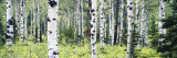 Alpine Forest of White Birch Trees, Glacier National Park, Montana, USA Photographic Print by Paul Souders