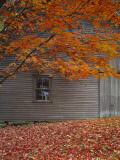 Barn and Maple Tree in Autumn, Vermont, USA Photographic Print by Scott T. Smith