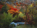 Maples and Willows in Autumn, Blacksmith Fork Canyon, Bear River Range, National Forest, Utah Photographie par Scott T. Smith