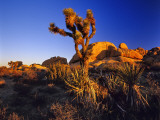 Jumbo Rocks at Joshua Tree National Park in California, USA Fotografie-Druck von Chuck Haney