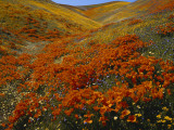 Poppies Growing on Valley, Antelope Valley, California, USA Photographic Print by Scott T. Smith