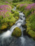 Pink Monkey Flowers Growing Along Stream, Mount Rainier National Park, Washington, USA Photographie par Stuart Westmoreland