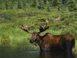 Bull Moose Wading in Tundra Pond, Denali National Park, Alaska, USA Photographic Print by Hugh Rose