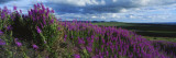 Fireweeds Blowing in Evening Breeze, Mackenzie Mountains, Arctic Circle, Canada Photographic Print by Paul Souders