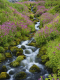 Pink Monkey Flowers Growing Along Stream, Mount Rainier National Park, Washington, USA Photographic Print by Stuart Westmoreland