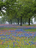 Texas Paintbrush and Bluebonnets Beneath Oak Trees, Texas Hill Country, Texas, USA Photographic Print by Alison Jones