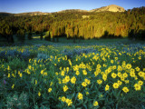 Wildflowers Near Lionshead Mountain, Gallatin National Forest, West Yellowstone, Montana, USA Fotografie-Druck von Chuck Haney