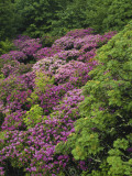 Catawba Rhododendron and Mountain Ash Growing in Forest Photographic Print by Alison Jones