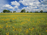 Field of Flowers and Trees with Cloudy Sky, Texas Hill Country, Texas, USA Photographic Print by Alison Jones