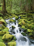 View of Creek in Old Growth Rainforest, Olympic National Park, Washington, USA Photographic Print by Stuart Westmoreland