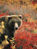 Grizzly Bear Standing Amongst Alpine Blueberries, Denali National Park, Alaska, USA Photographie par Hugh Rose