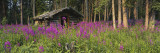 Abandoned Cabin and Fireweed, Ross River Area, Yukon, Canada Photographic Print by Paul Souders
