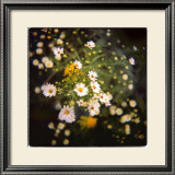 Starburst Limited Edition Framed Print by Rebecca Tolk