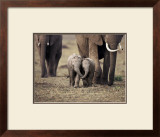 Baby Elephant, Masa Mara, Kenya Prints by Anup Shah