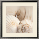 Shells II Art by Jan Lens