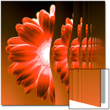 Gerbera Flower Vertical Slivers Print by Winfred Evers