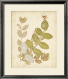 Nature's Collage II Prints