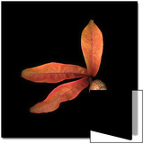 Peach Leaves and Acorn Prints by D.M. 