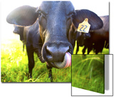 Close-Up of Cow with Tongue Up its Nose Print by April Bauknight
