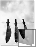 Drying Sardines on Clothesline Posters by A.K.A 