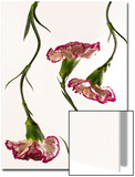 Flowing Carnation Flowers Prints by Abdul Kadir Audah