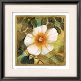 White Magnolia II Print by Danson 