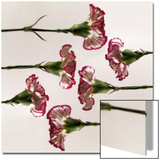 Carnation Flowers in a Row Prints by Abdul Kadir Audah