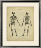 Anatomy Study I Prints by Jack Wilkes