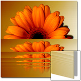 Gerbera Flower as Rising Sun Posters by Winfred Evers