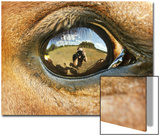 Close-Up of Horse Eye Prints by A.P.B. 