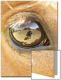 Horse Eye Poster by April Bauknight