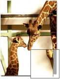 Giraffe Mother and Child Snuggle Posters by Abdul Kadir Audah
