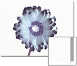 Irridescent Flower Print by Ade Groom