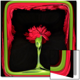 Red Carnation as in a Stage Prints by Winfred Evers