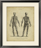 Anatomy Study III Art by Jack Wilkes