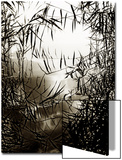 Reeds Reflecting on Lake Surface Prints by Claire Morgan