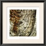 Nature's Textures III Art