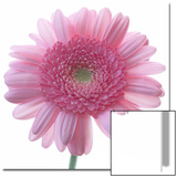Still Life Photograph, Frontal Shot of a Pink Gerbera, Square Format Image Print by Abdul Kadir Audah