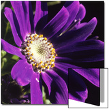 Cineraria, Senecio Hybridus, Oregon Art by R.T. 