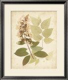 Nature's Collage III Poster