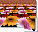 Gerbera Flowers Multiplied in Tiles Prints by Winfred Evers