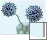 Still Life Photograph, Two Globe Thistles (Echinops Ritro), Shot with Shallow Dof Poster by A.K.A 