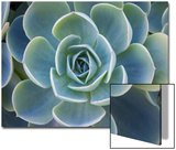 Close-Up of a Succulent Plant Poster by D.M. 