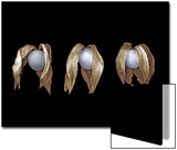 Three Gooseberries Side by Side Art by Claire Morgan