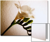 White Freesia Posters by A.K.A 