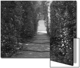 Path with Shrubs at the Boboli Gardens in Florence, Italy Prints by Andrea Sperling