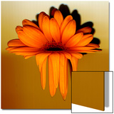 Gerbera Flower Melting, Digital Manipulation Prints by Winfred Evers